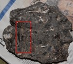 Amauroceras lenticulare, other half of nodule