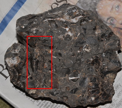 Amauroceras lenticulare, other half of nodule