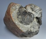 Amauroceras lenticulare, after rough prepping