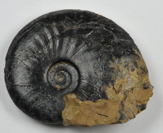 Amauroceras ferrugineum, size 2.5 cm