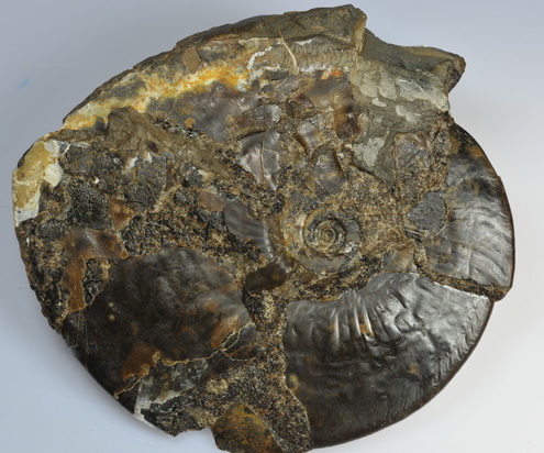 Amauroceras lenticulare, 9 cm