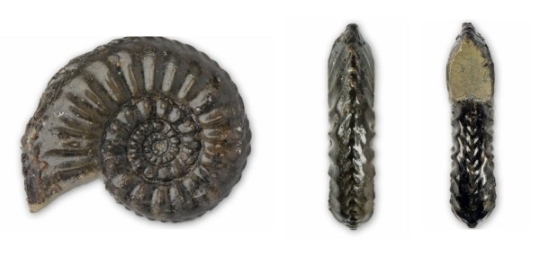 Amaltheus subnodosus : Side view, keel view, aperture view (from left)