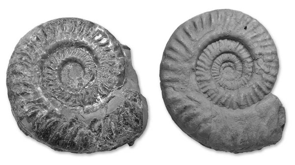 Two ammonites in black & white