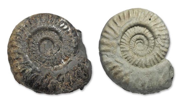 Two ammonites, natural colour