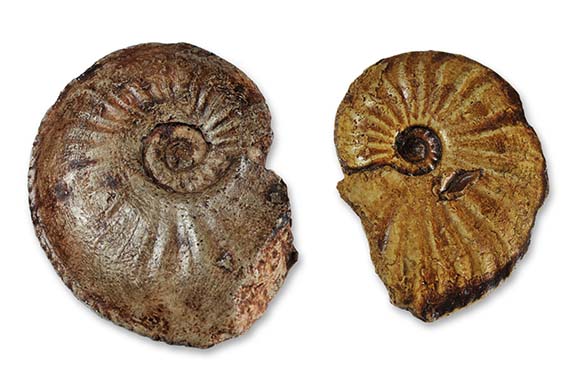 Amaltheus laevigatus (left) and Amaltheus reticularis (right)