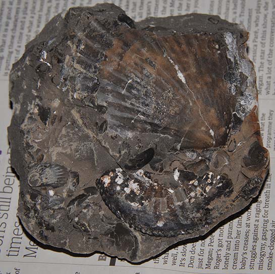 Amaltheus margaritatus, as found