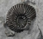 Angulaticeras sulcatum, 7 mm