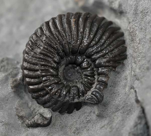 Angulaticeras sulcatum, 7 mm