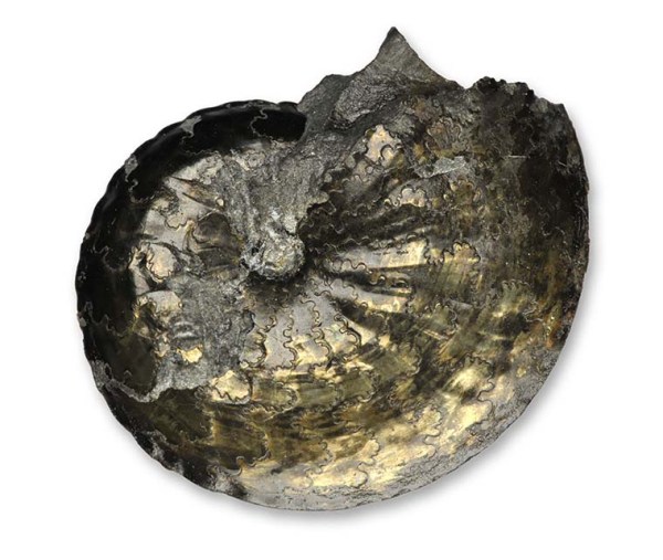 Radstockiceras buvignieri, pyrite, 3 cm