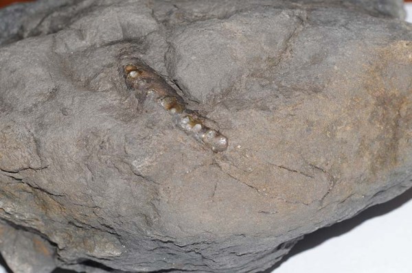 Crucilobiceras densinodulum, as found