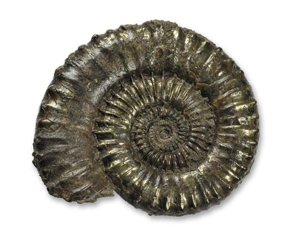 Crucilobiceras densinodulum, prepped, 5.5 cm