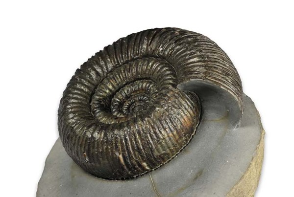 Dactylioceras (Orthodactylites) cf. crosbeyi, 7 cm, from Yorkshire Coast Fossils