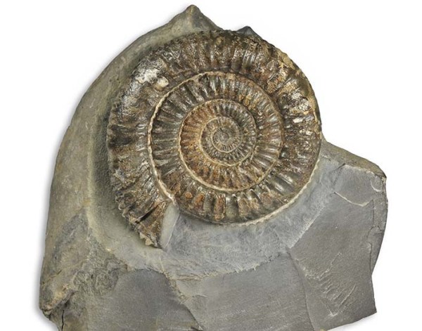 Dactylioceras sp, 8 cm, from Natural Wonders / Fossils UK