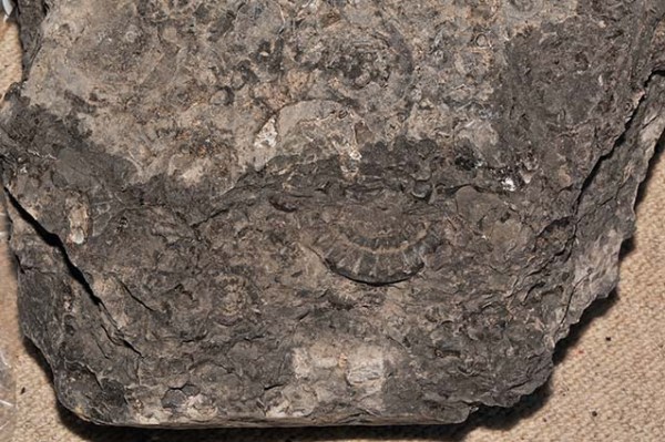 Block with Echioceras cf. raricostatoides, ammonite about 8 cm