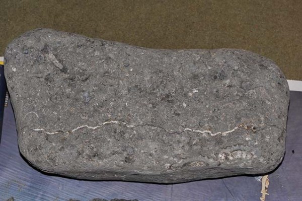 Block with Echioceras sp., size about 40 x 20 cm