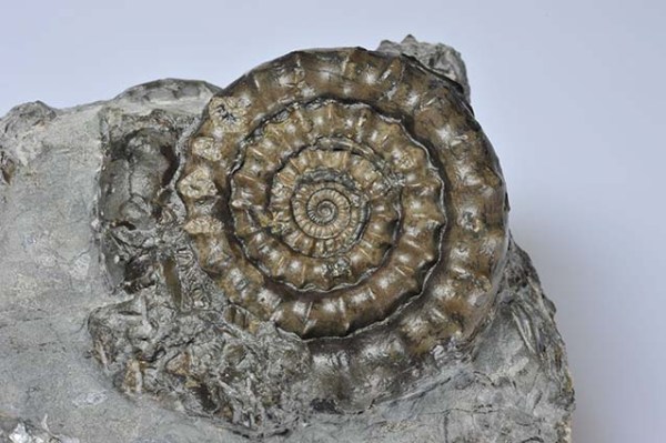 Echioceras raricostatum, 6 cm