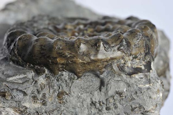 Echioceras raricostatum, keel detail