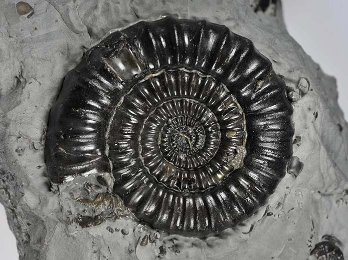 Gagaticeras neglectum, 5 cm