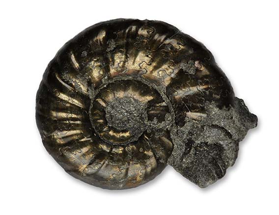 Polymorphites polymorphus interruptus, 1.8 cm