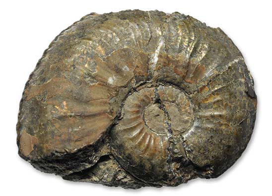 Amaltheus laevigatus, 2.5 cm, not a replica !