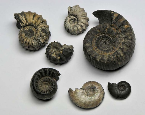 A surprise parcel with Scunthorpe ammonites