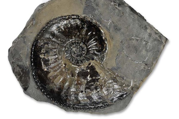 Amaltheus margaritatus, prepped, 7 cm