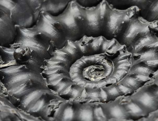 Microderoceras birchi, width of view 4 cm