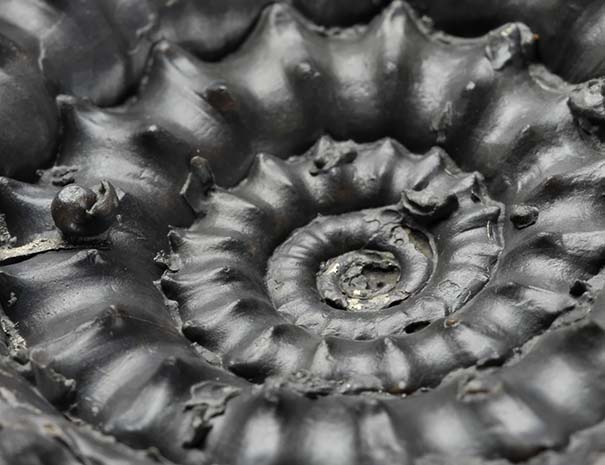 Microderoceras birchi, width of view 4 cm