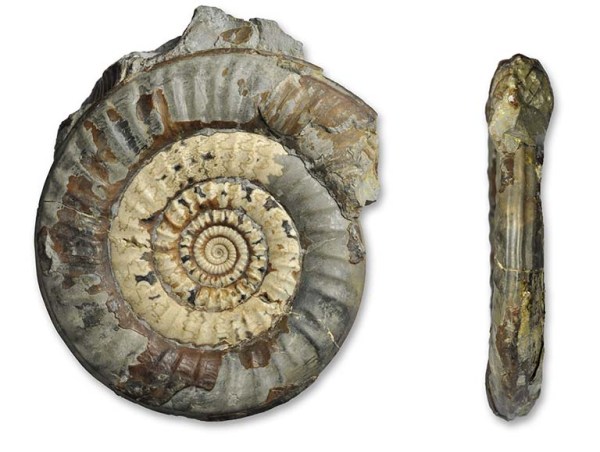 Paltechioceras planum, 8 cm, from fossilsdirect