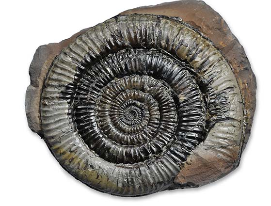 Paltechioceras tardecrescens, 10 cm