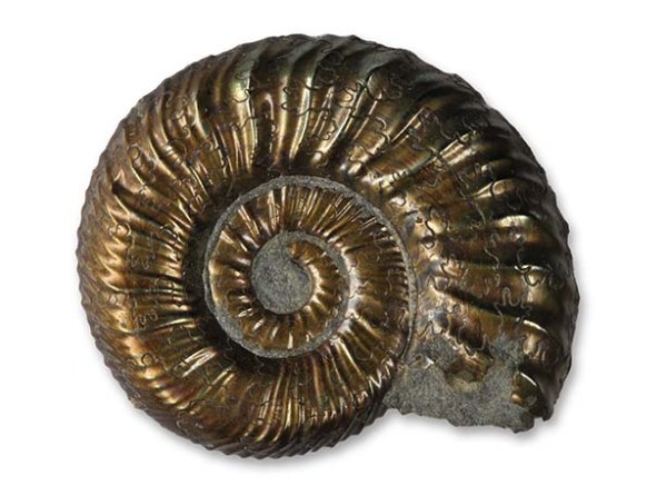 Polymorphites polymorphus , intermediate form, 2 cm