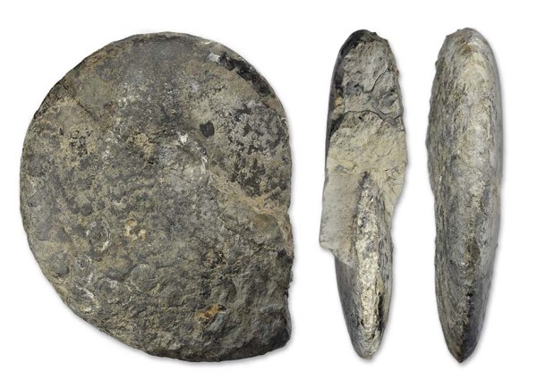 Radstockiceras buvignieri, 20 cm / 8 "