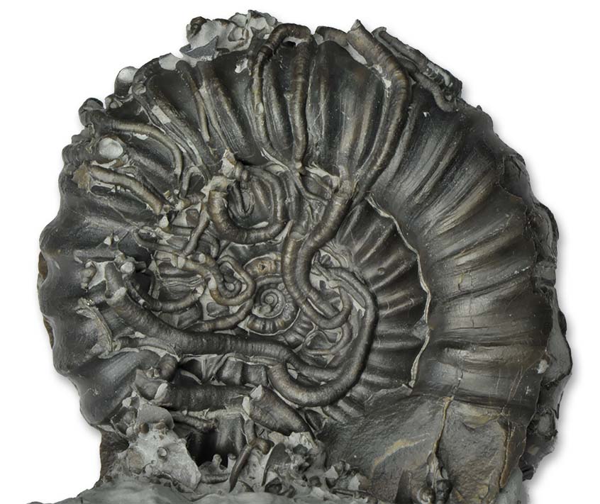 Gagaticeras sp., encrusted with tubeworms, 5 cm