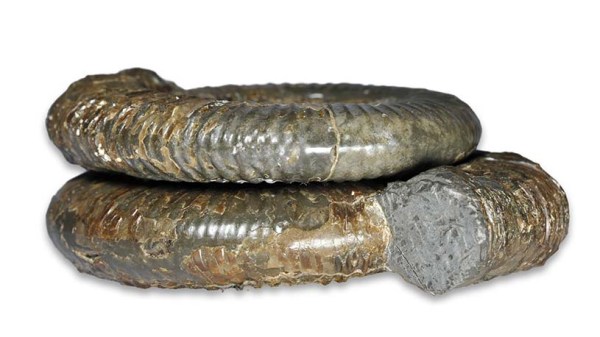 Comparison of Z. braunianus (top) and Z. rotundiventer (bottom)