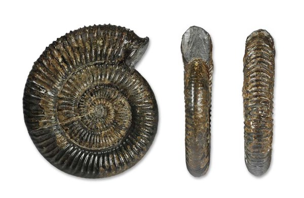 Zugodactylites braunianus, 7 cm