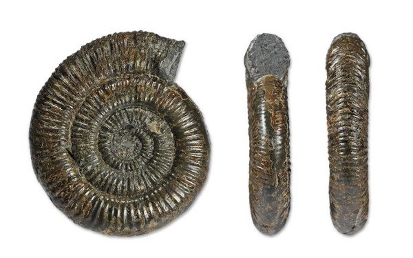 Zugodactylites rotundiventer, 9 cm