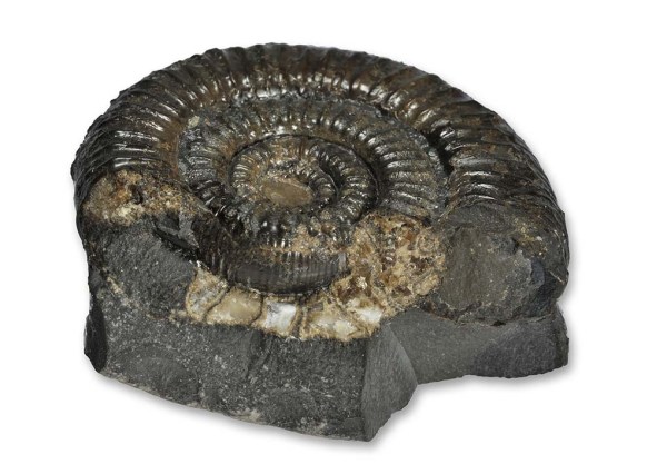 Zugodactylites thompsoni, 6 cm