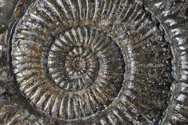 Zugodactylites braunianus inner whorl, view 3 cm wide