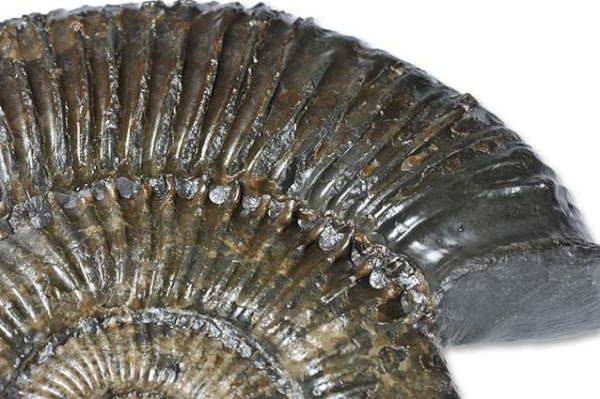 Zugodactylites braunianus, detail of spines & constriction at aperture