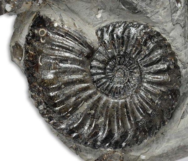 Amaltheus bifurcus, 6 cm, completely septate