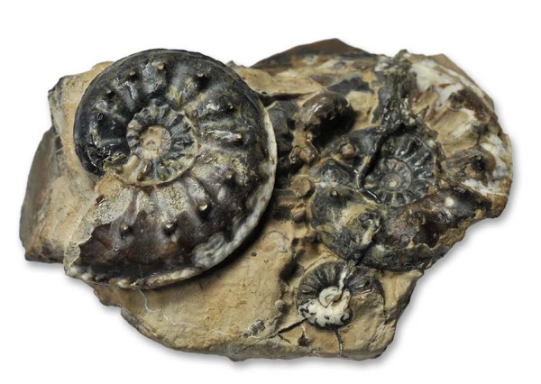 Amaltheus gibbosus, 3 + 3.5 cm