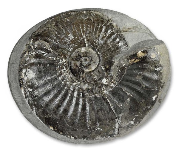 Amaltheus stokesi, almost complete specimen, 20 cm