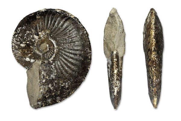 Amaltheus stokesi, completely septate, 13 cm