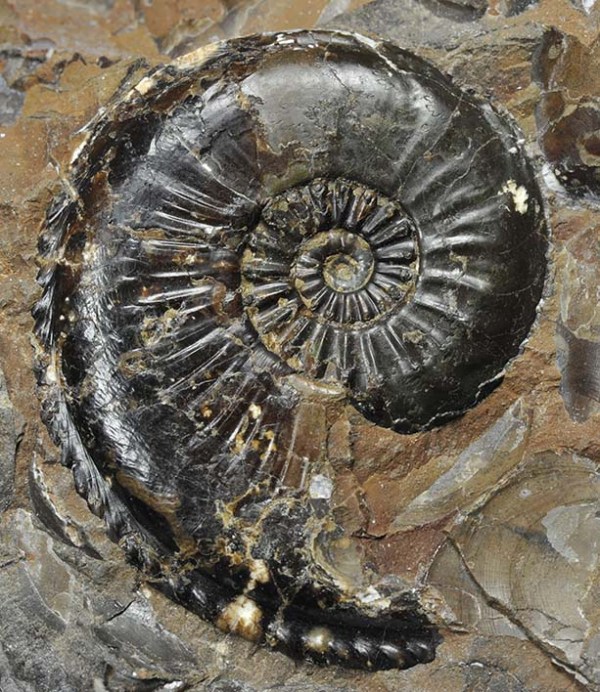 Amaltheus striatus, 4 cm