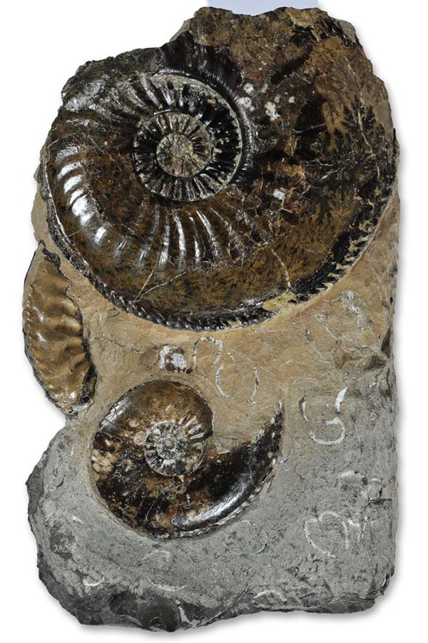 Large A. margaritatus 7cm, A. striatus (below) 3.5 cm, A. subnodosus (left) 4 cm