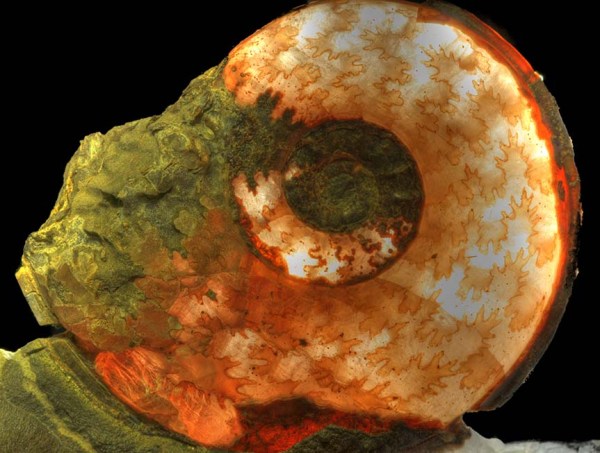 Eleganticeras elegantulum, width of ammonite 4 cm