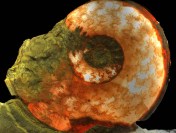 Eleganticeras elegantulum, width of ammonite 4 cm