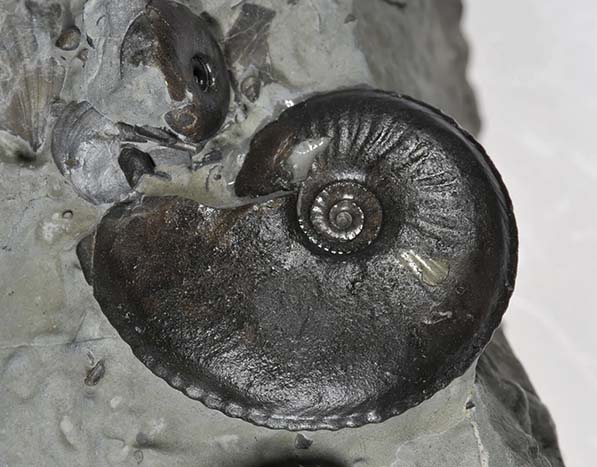 Oxynoticeras "bucki", 2 cm