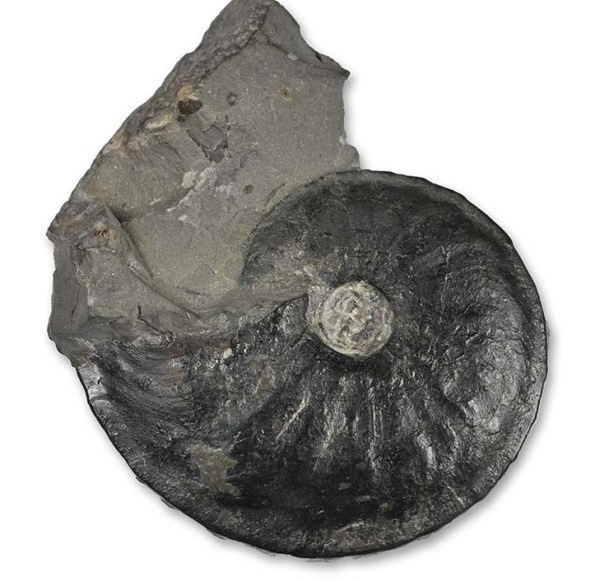 Oxynoticeras cf. oxynotum, 3.5 cm, 1990 style prep