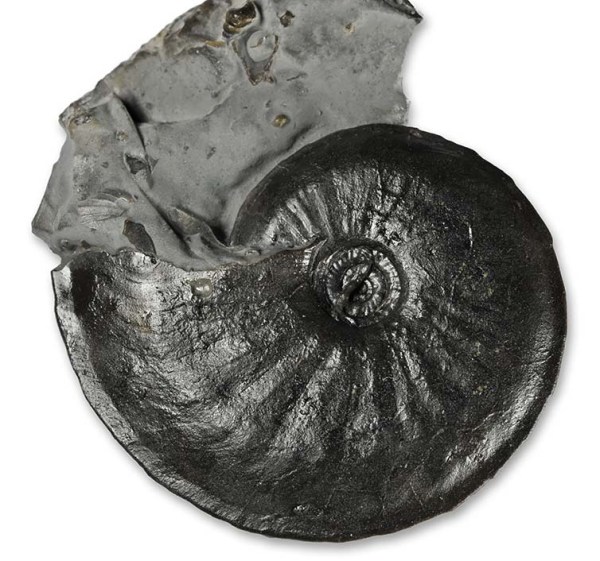 Oxynoticeras cf. oxynotum, 3.5 cm, re-prepped today